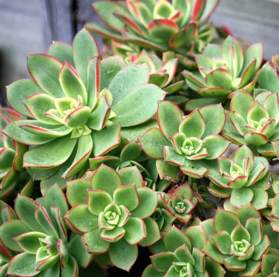 Aeonium Haworthii