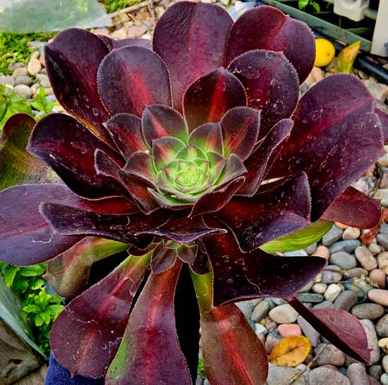Aeonium Kilimanjaro