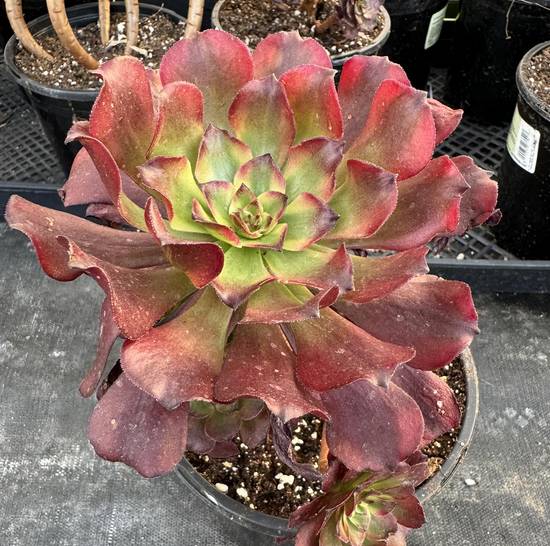 Aeonium Maggie