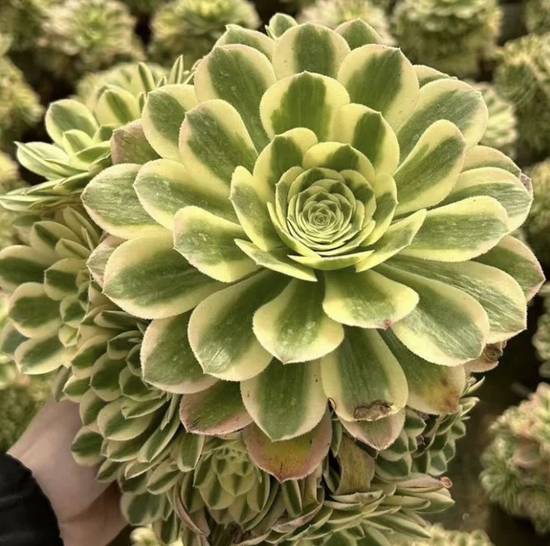 Aeonium Maybach