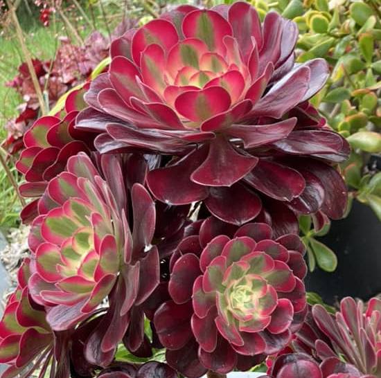 Aeonium Medusa