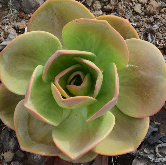 Aeonium Nobile
