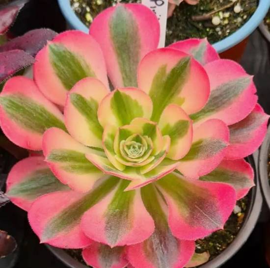 Aeonium Pink Witch