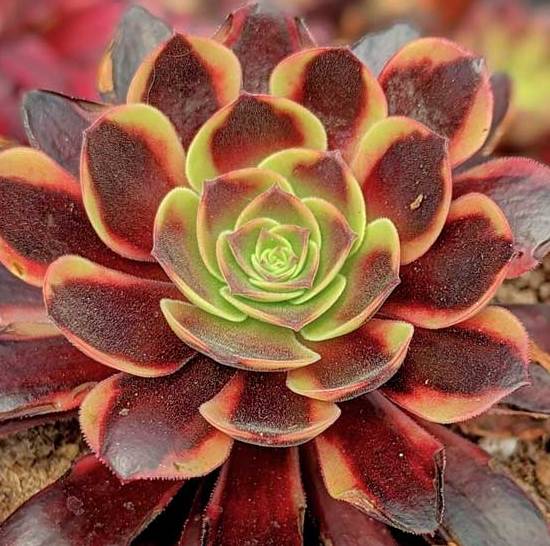 Aeonium Super Bang