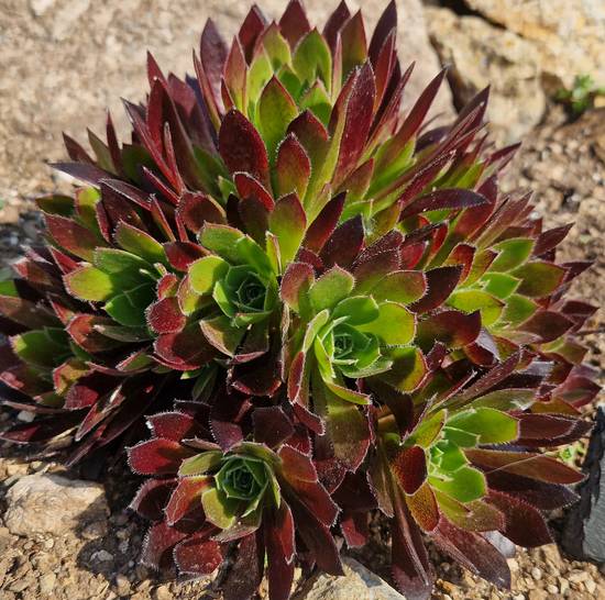 Aeonium Torchbearer