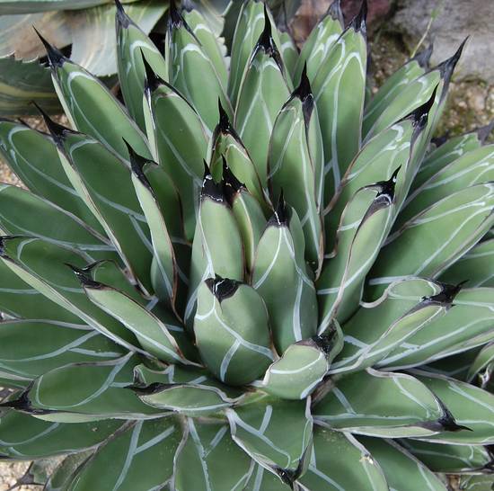 Agave Ferdinandi-Regis