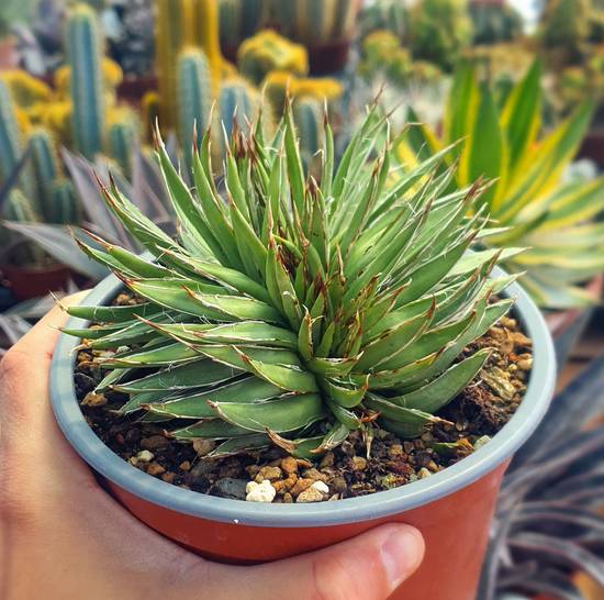 Agave Filifera Cristata