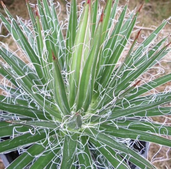 Agave Filifera