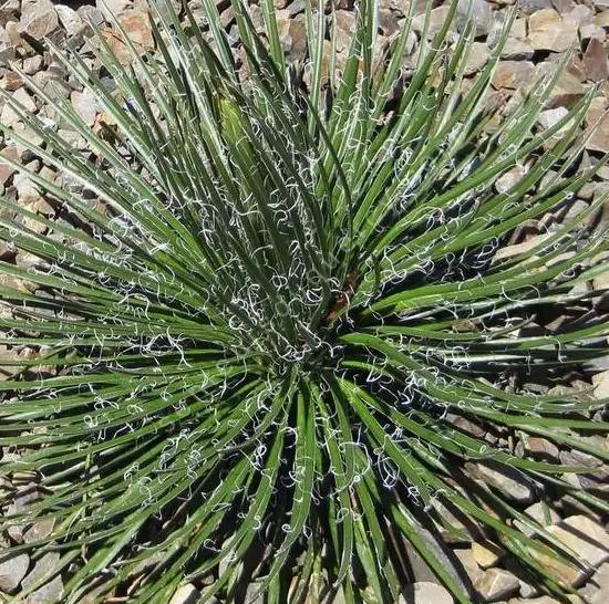 Agave Geminiflora