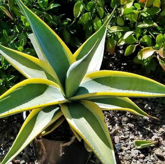 Agave Guiengola Marginata