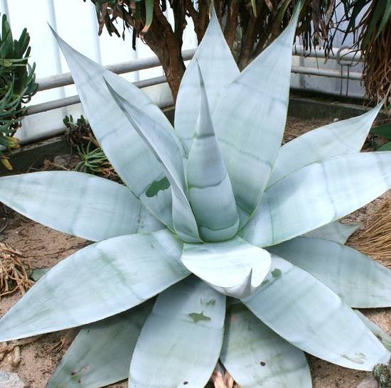 Agave Guiengola