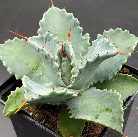 Agave Isthmensis