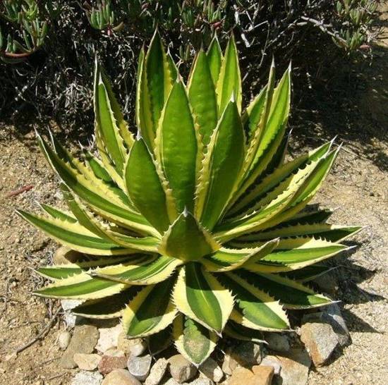 Agave Lophantha Quadricolor