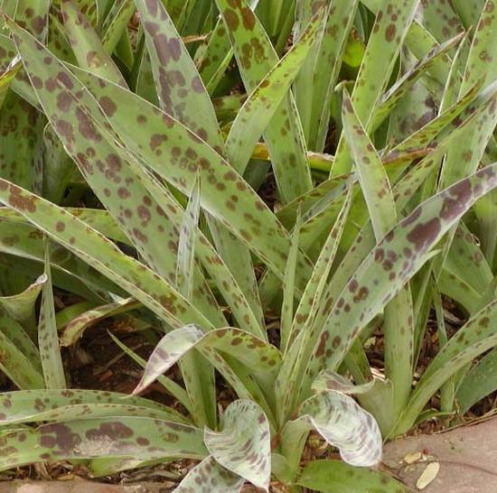 Agave Maculata
