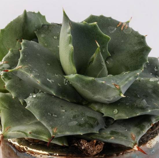 Agave Potatorum Japan