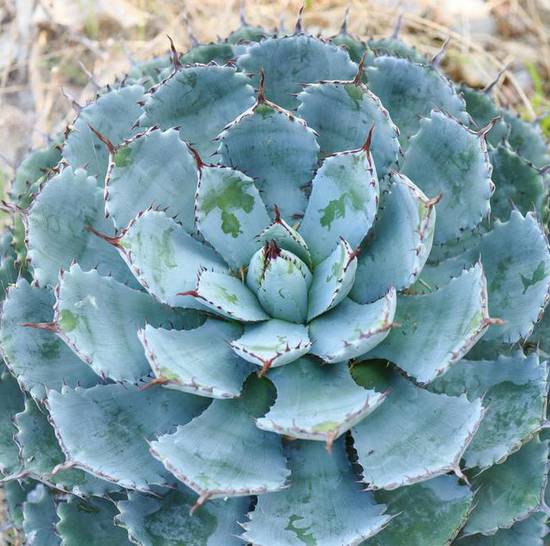 Agave Potatorum Kichiokan