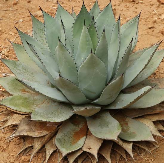 Agave Potatorum