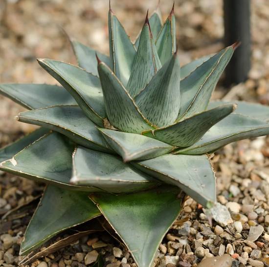 Agave Pumila