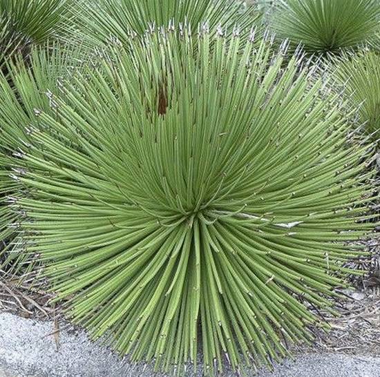 Agave Stricta Nana