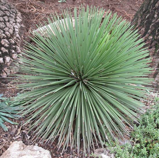 Agave Stricta