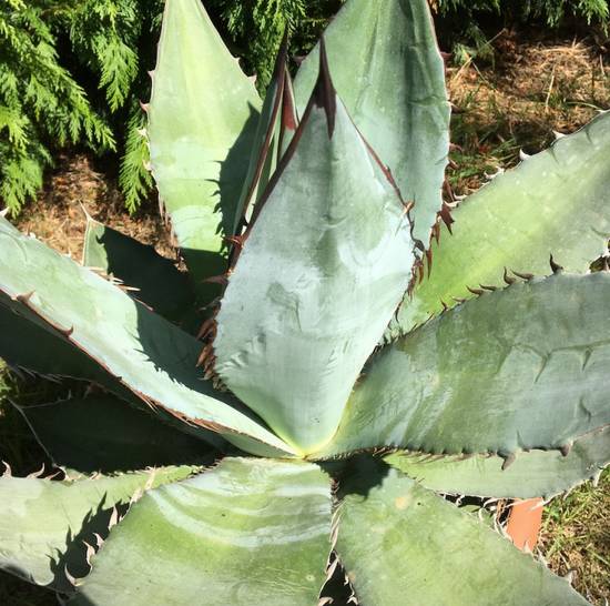 Agave Titanota