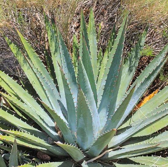 Agave Utahensis