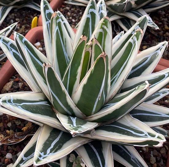 Agave Victoriae-Reginae White Rhino