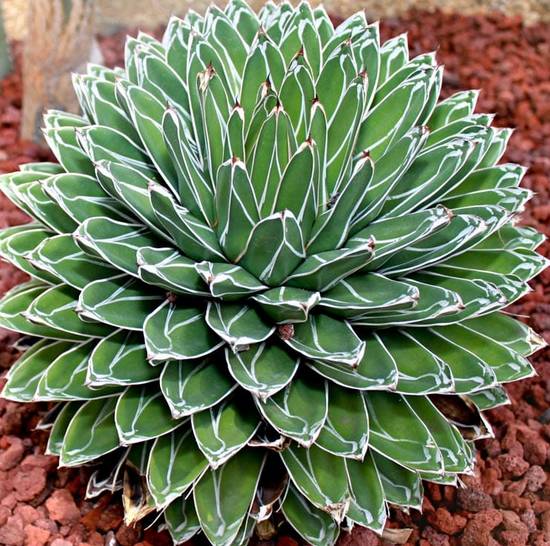 Agave Victoriae-Reginae