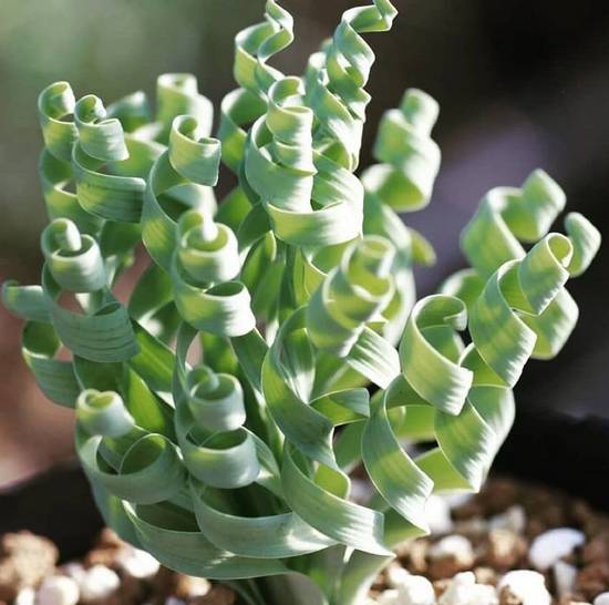 Albuca Concordiana