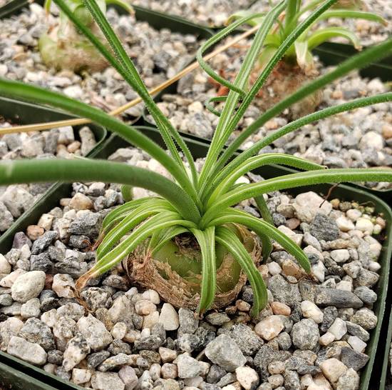 Albuca Namaquensis