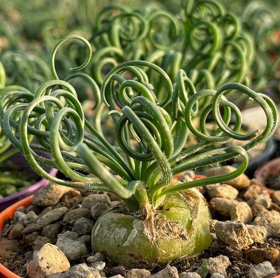 Albuca Spiralis