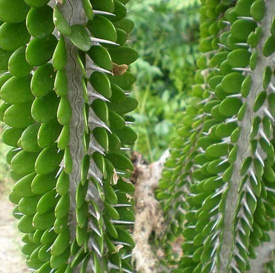 Alluaudia Ascendens