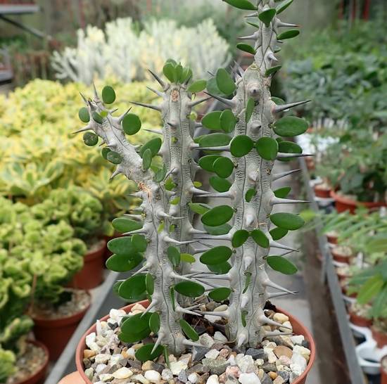 Alluaudia Procera