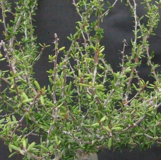 Alluaudiopsis Marnieriana
