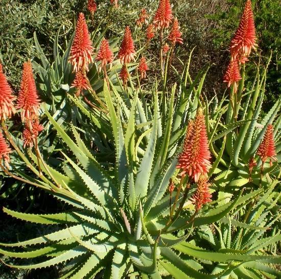 Aloé Arborescens