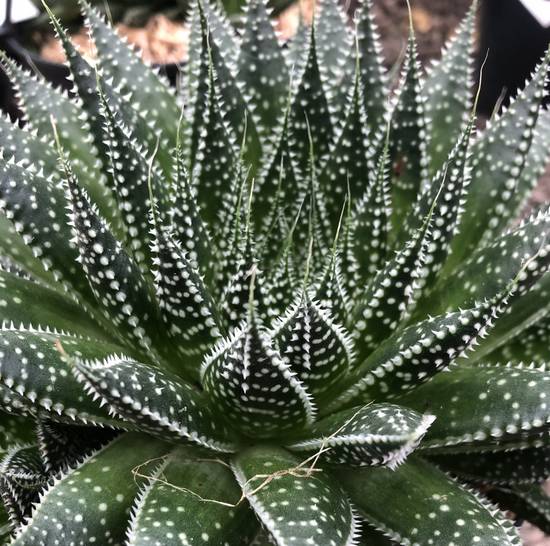 Aloé Aristata
