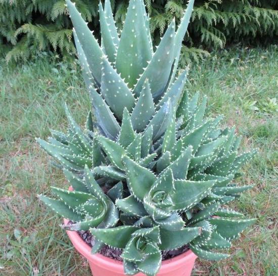 Aloé Brevifolia