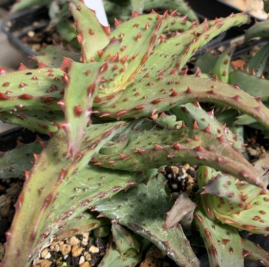 Aloé Castilloniae