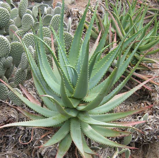 Aloé Comosa