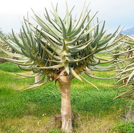 Aloé Dichotoma