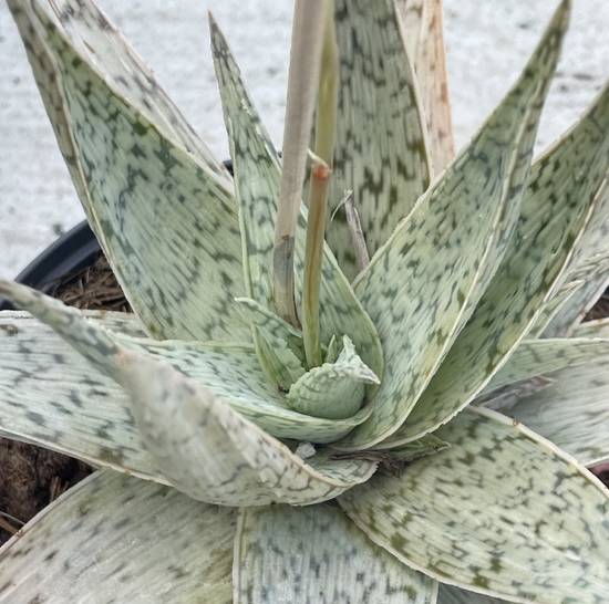 Aloe Doran Black