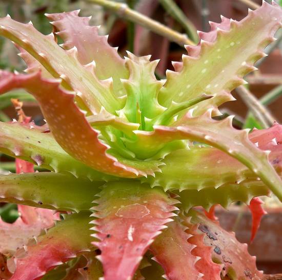 Aloé Dorotheae