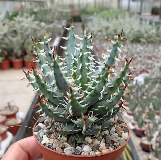 Aloé Erinacea
