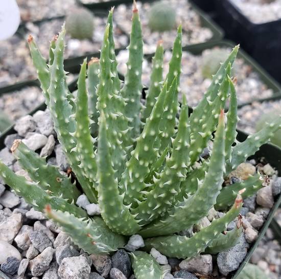 Aloé Humilis