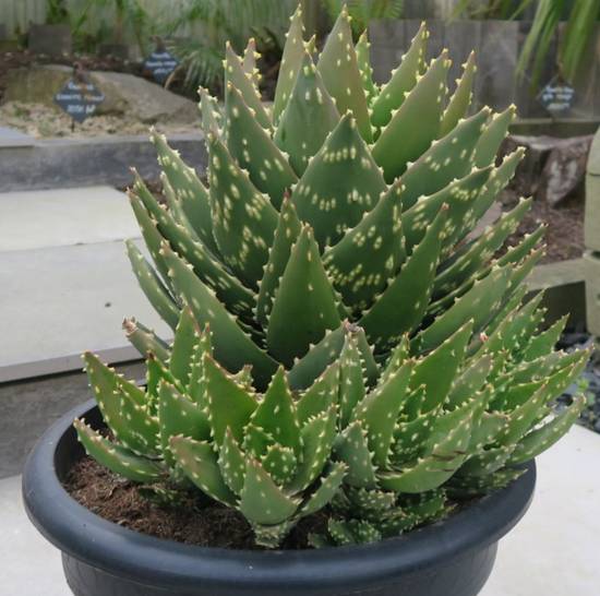 Aloé Mitriformis