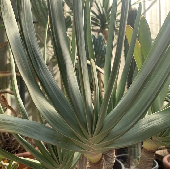 Aloé Plicatilis