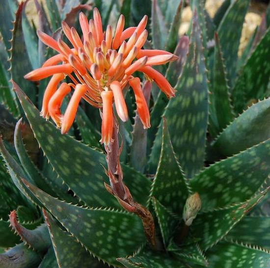 Aloé Saponaria