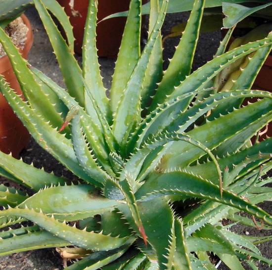 Aloe Spinosissima