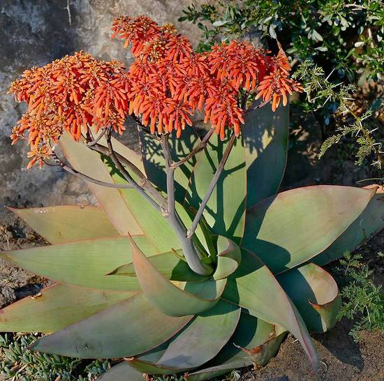Aloé Striata