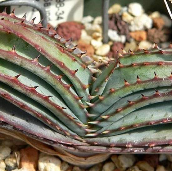 Aloé Suprafoliata